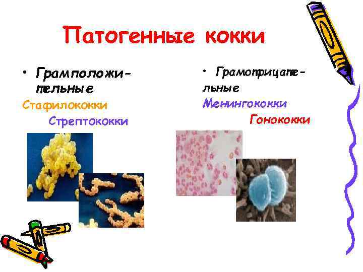 Патогенные кокки • Грамположительные Стафилококки Стрептококки • Грамотрицательные Менингококки Гонококки 