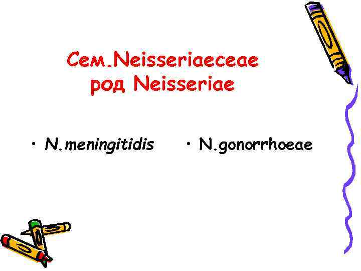 Сем. Neisseriaeceae род Neisseriae • N. meningitidis • N. gonorrhoeae 