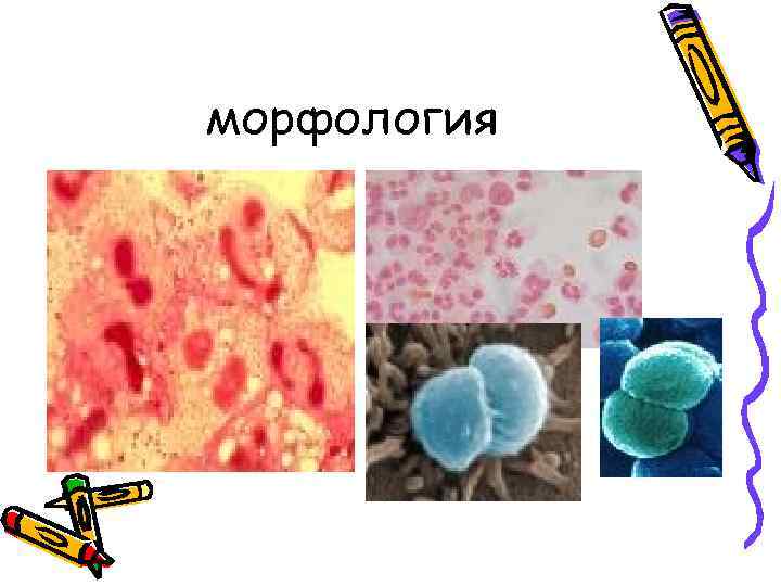 морфология 