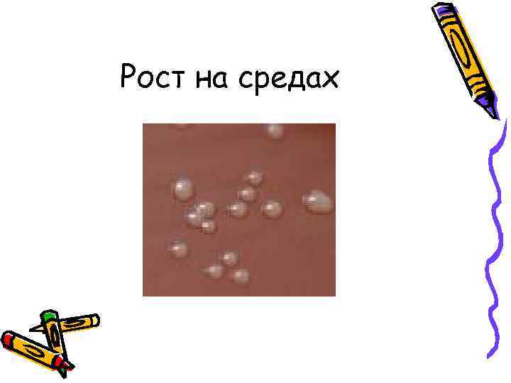 Рост на средах 