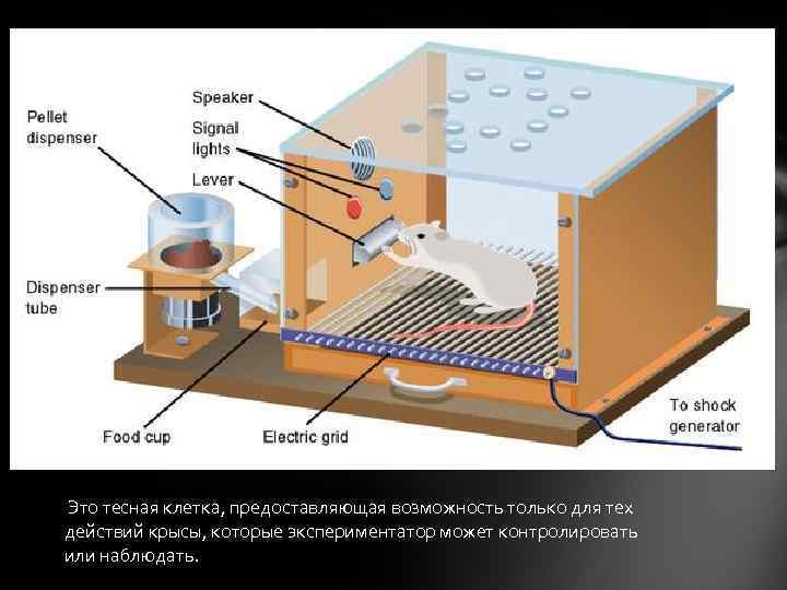 Это тесная клетка, предоставляющая возможность только для тех действий крысы, которые экспериментатор может контролировать