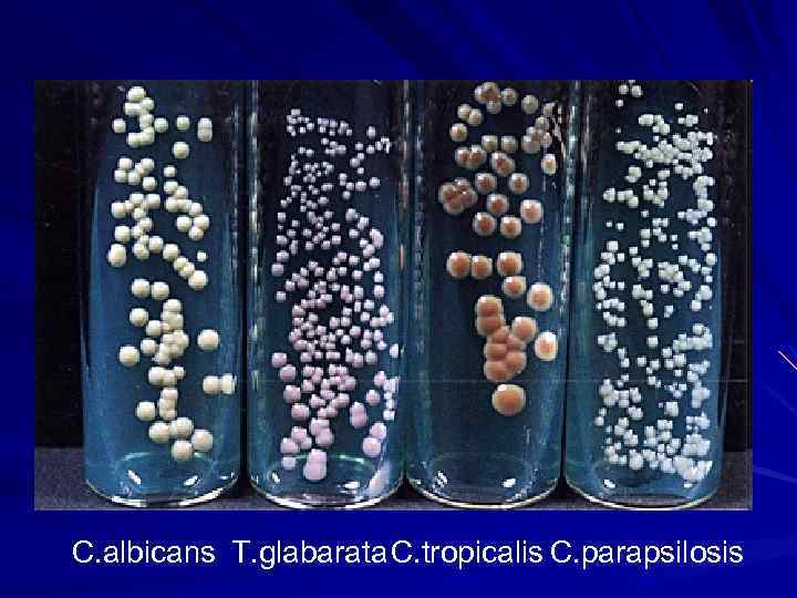 C. albicans T. glabarata C. tropicalis C. parapsilosis 
