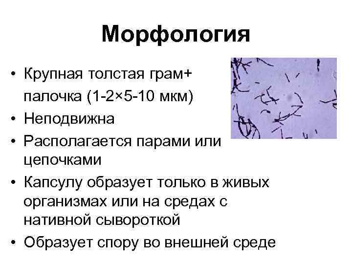 Морфология • Крупная толстая грам+ палочка (1 -2× 5 -10 мкм) • Неподвижна •