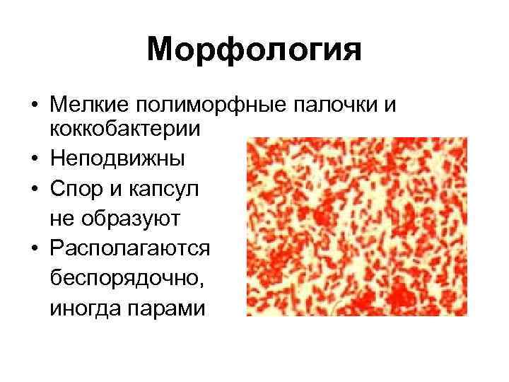 Морфология • Мелкие полиморфные палочки и коккобактерии • Неподвижны • Спор и капсул не