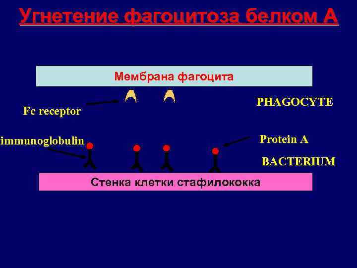 Угнетение фагоцитоза белком А Мембрана фагоцита Fc receptor immunoglobulin PHAGOCYTE Protein A BACTERIUM Стенка