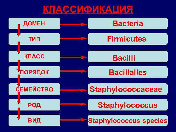 КЛАССИФИКАЦИЯ ДОМЕН Bacteria ТИП Firmicutes КЛАСС ПОРЯДОК СЕМЕЙСТВО Васilli Васillalles Staphylococcaceae РОД Staphylococcus ВИД