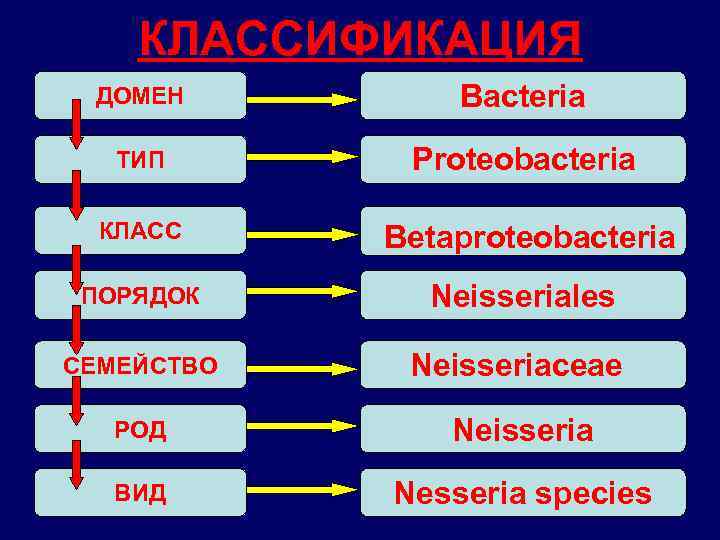 КЛАССИФИКАЦИЯ ДОМЕН Bacteria ТИП Proteobacteria КЛАСС Вetaproteobacteria ПОРЯДОК Neisseriales СЕМЕЙСТВО Neisseriaceae РОД Neisseria ВИД