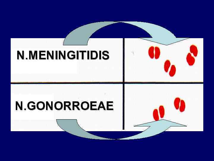 N. MENINGITIDIS N. GONORROEAE 