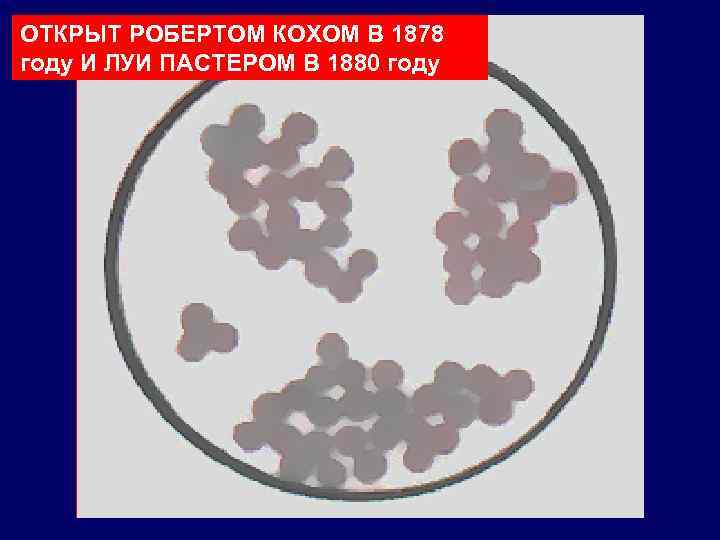 ОТКРЫТ РОБЕРТОМ КОХОМ В 1878 году И ЛУИ ПАСТЕРОМ В 1880 году 