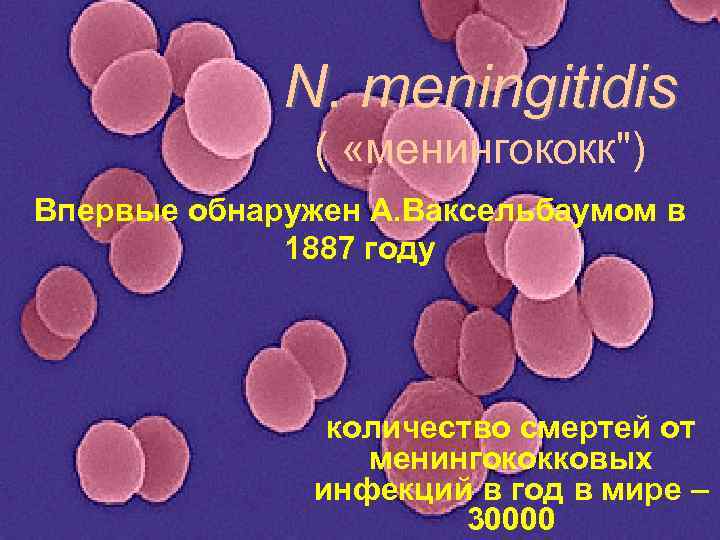 N. meningitidis ( «менингококк") Впервые обнаружен А. Ваксельбаумом в 1887 году количество смертей от