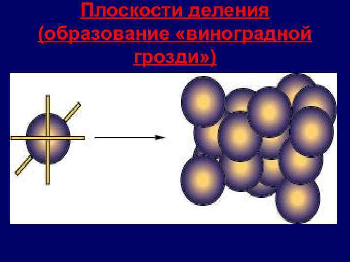 Плоскости деления (образование «виноградной грозди» ) 