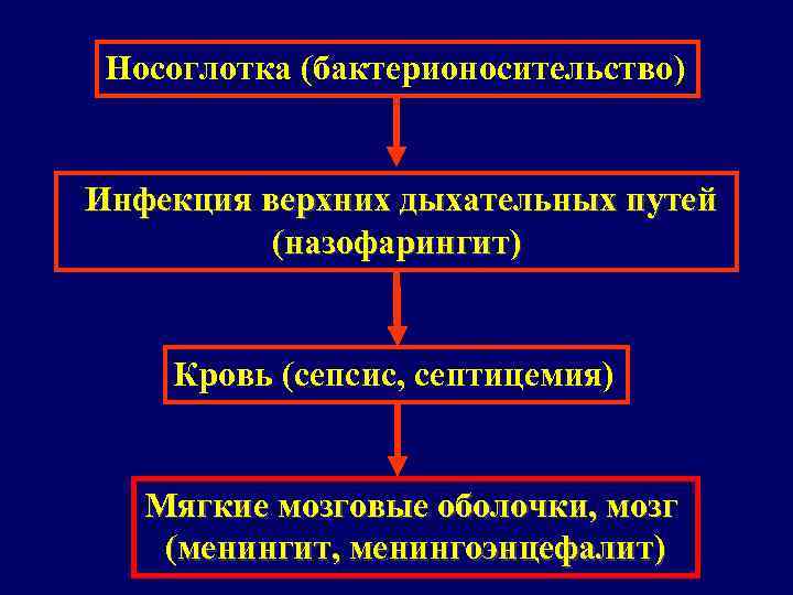 Носоглотка (бактерионосительство) Инфекция верхних дыхательных путей (назофарингит) Кровь (сепсис, септицемия) Мягкие мозговые оболочки, мозг