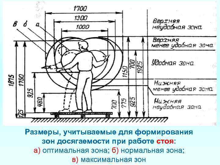 Размеры, учитываемые для формирования зон досягаемости при работе стоя: а) оптимальная зона; б) нормальная