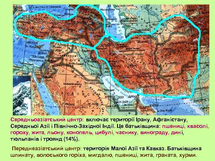 Середньоазіатський центр: включає території Ірану, Афганістану, Середньої Азії і Північно-Західної Індії. Це батьківщина: пшениці,