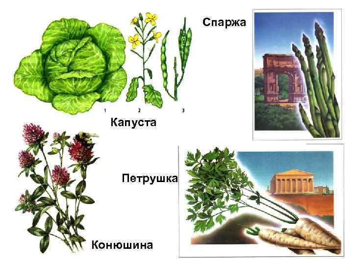 Спаржа Капуста Петрушка Конюшина 