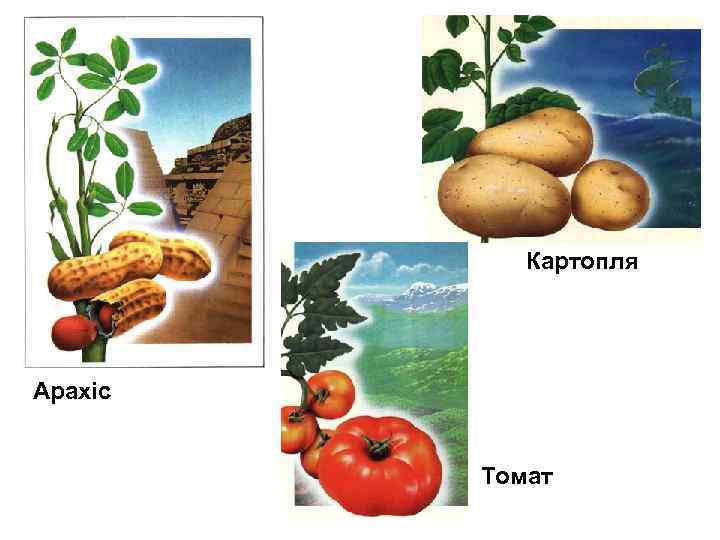 Картопля Арахіс Томат 