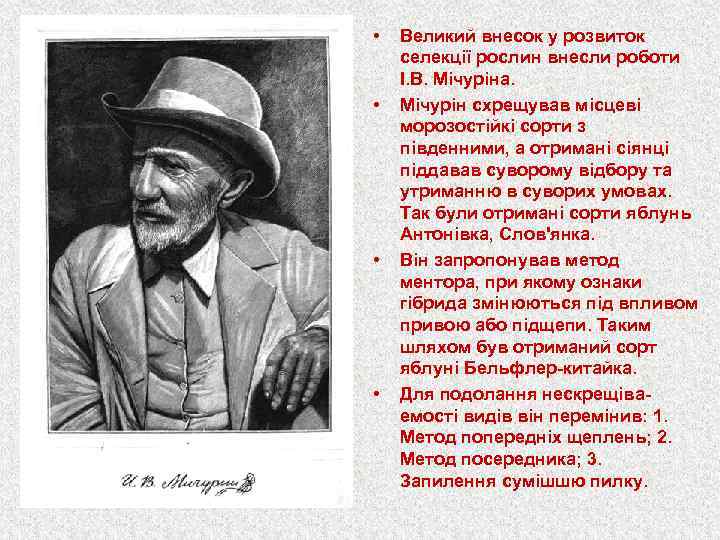  • • Великий внесок у розвиток селекції рослин внесли роботи І. В. Мічуріна.