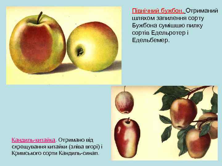 Північний бужбон. Отриманий шляхом запилення сорту Бужбона сумішшю пилку сортів Едельротер і Едельбемер. Кандиль-китайка.