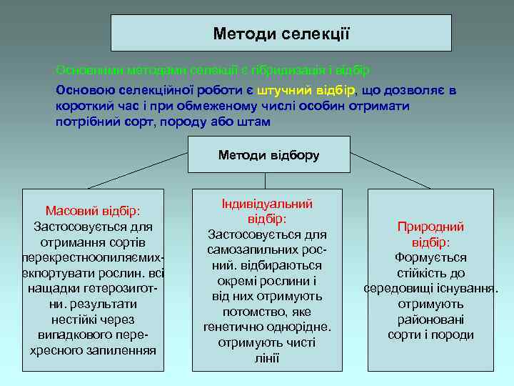 Методи селекції Основними методами селекції є гібридизація і відбір Основою селекційної роботи є штучний