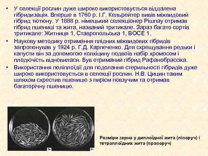  • У селекції рослин дуже широко використовується віддалена гібридизація. Вперше в 1760 р.