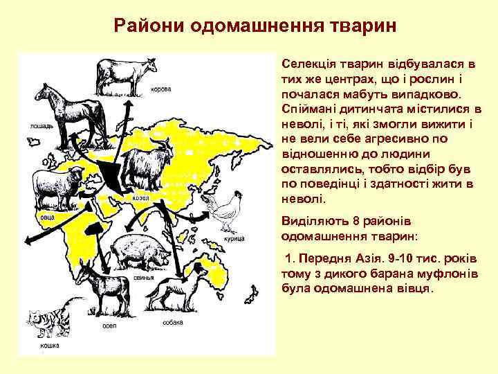 Райони одомашнення тварин Селекція тварин відбувалася в тих же центрах, що і рослин і