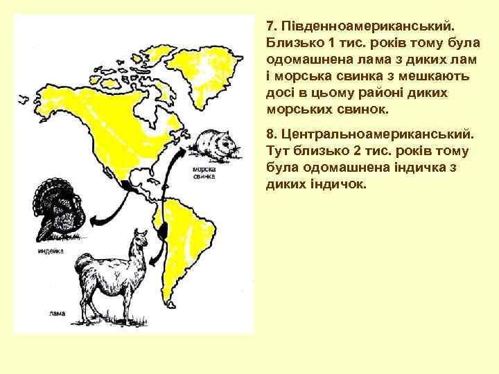 7. Південноамериканський. Близько 1 тис. років тому була одомашнена лама з диких лам і