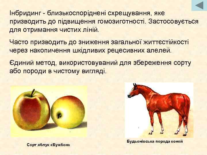 Інбридинг - близькоспоріднені схрещування, яке призводить до підвищення гомозиготності. Застосовується для отримання чистих ліній.