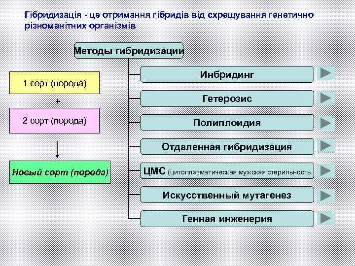 Гібридизація - це отримання гібридів від схрещування генетично різноманітних організмів Методы гибридизации 1 сорт