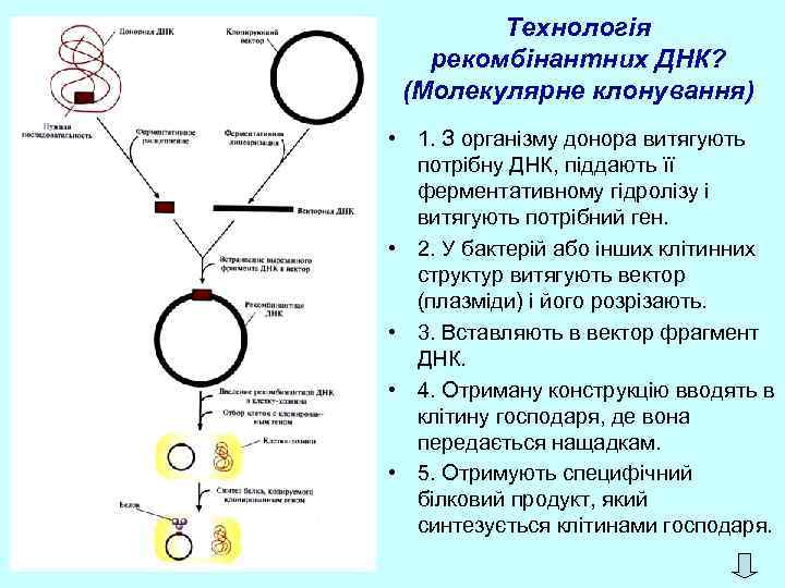 Технологія рекомбінантних ДНК? (Молекулярне клонування) • 1. З організму донора витягують потрібну ДНК, піддають