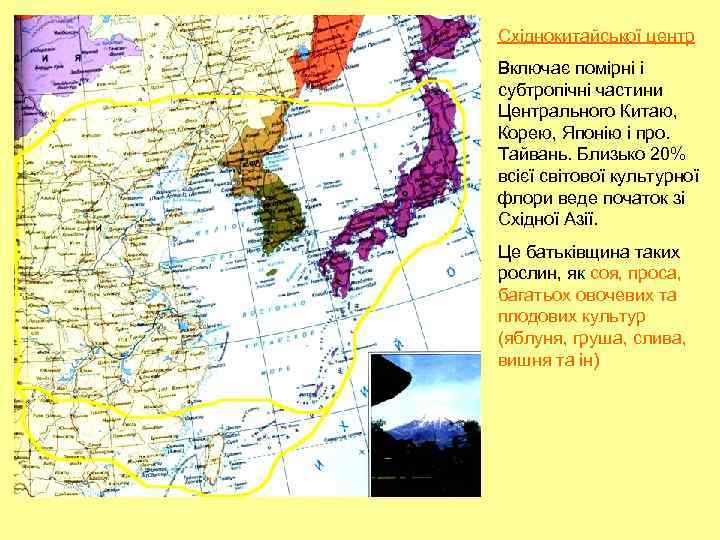 Східнокитайської центр Включає помірні і субтропічні частини Центрального Китаю, Корею, Японію і про. Тайвань.