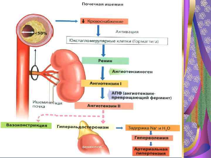 1/31/2018 фармакология 23 