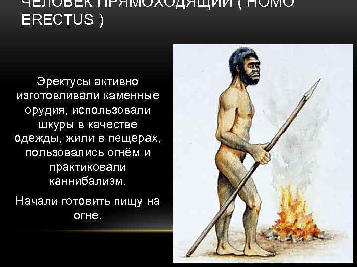 ЧЕЛОВЕК ПРЯМОХОДЯЩИЙ ( HOMO ERECTUS ) Эректусы активно изготовливали каменные орудия, использовали шкуры в
