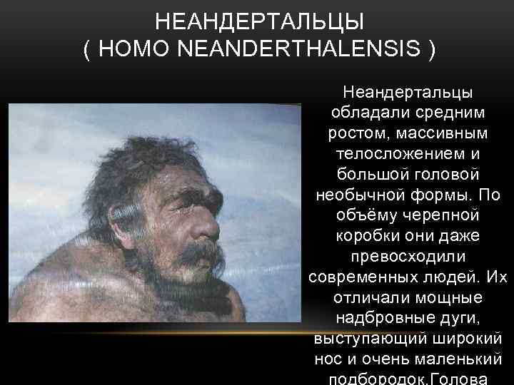 НЕАНДЕРТАЛЬЦЫ ( HOMO NEANDERTHALENSIS ) Неандертальцы обладали средним ростом, массивным телосложением и большой головой