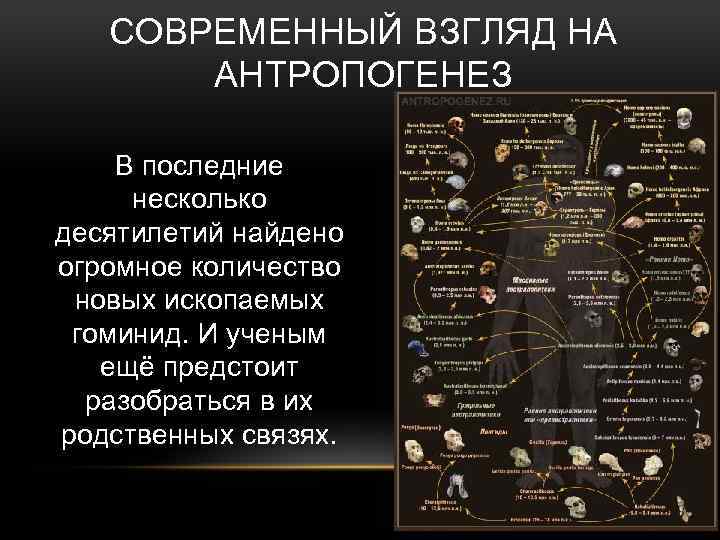 СОВРЕМЕННЫЙ ВЗГЛЯД НА АНТРОПОГЕНЕЗ В последние несколько десятилетий найдено огромное количество новых ископаемых гоминид.