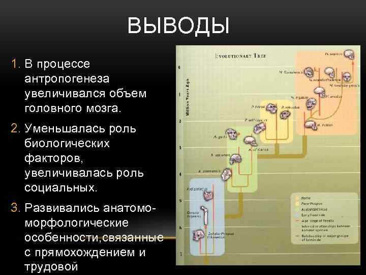 ВЫВОДЫ 1. В процессе антропогенеза увеличивался объем головного мозга. 2. Уменьшалась роль биологических факторов,