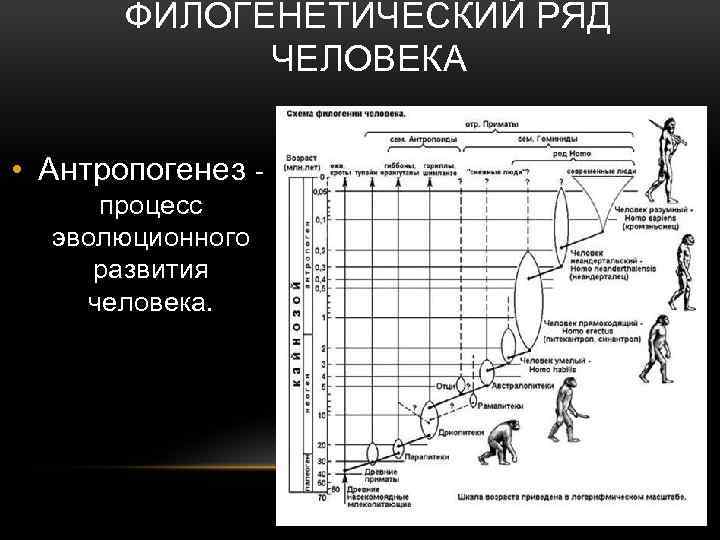 Антропогенез человека схема