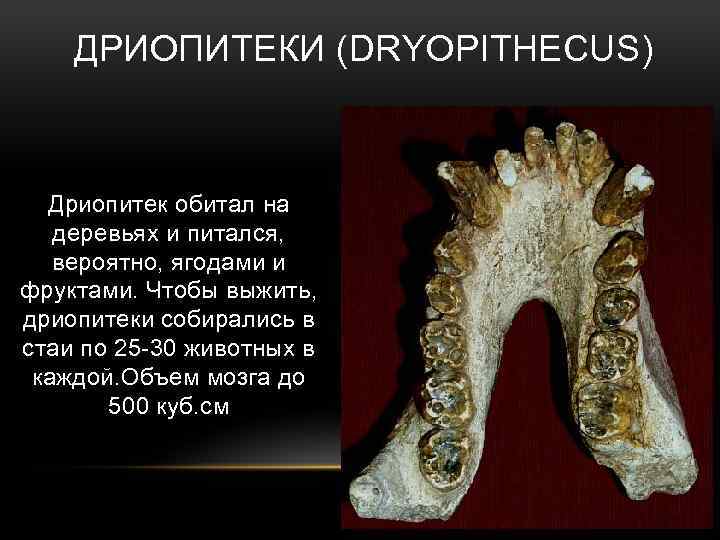 ДРИОПИТЕКИ (DRYOPITHECUS) Дриопитек обитал на деревьях и питался, вероятно, ягодами и фруктами. Чтобы выжить,