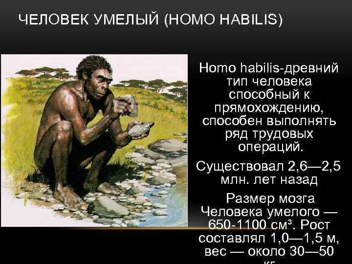 ЧЕЛОВЕК УМЕЛЫЙ (HOMO HABILIS) Homo habilis-древний тип человека способный к прямохождению, способен выполнять ряд