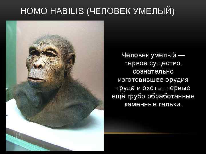 HOMO HABILIS (ЧЕЛОВЕК УМЕЛЫЙ) Человек умелый — первое существо, сознательно изготовившее орудия труда и