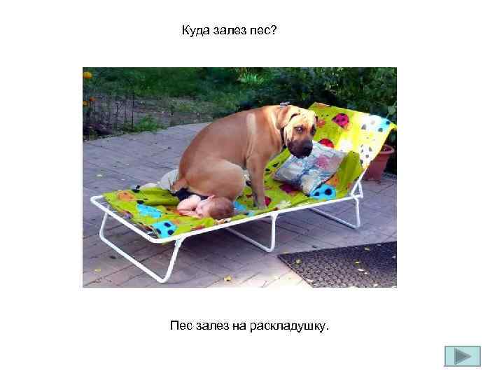 Куда залез пес? Пес залез на раскладушку. 