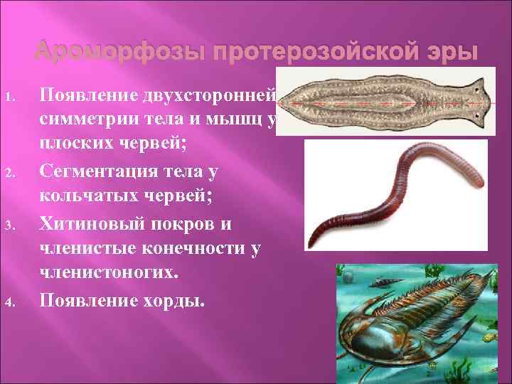 Ароморфозы протерозойской эры 1. 2. 3. 4. Появление двухсторонней симметрии тела и мышц у