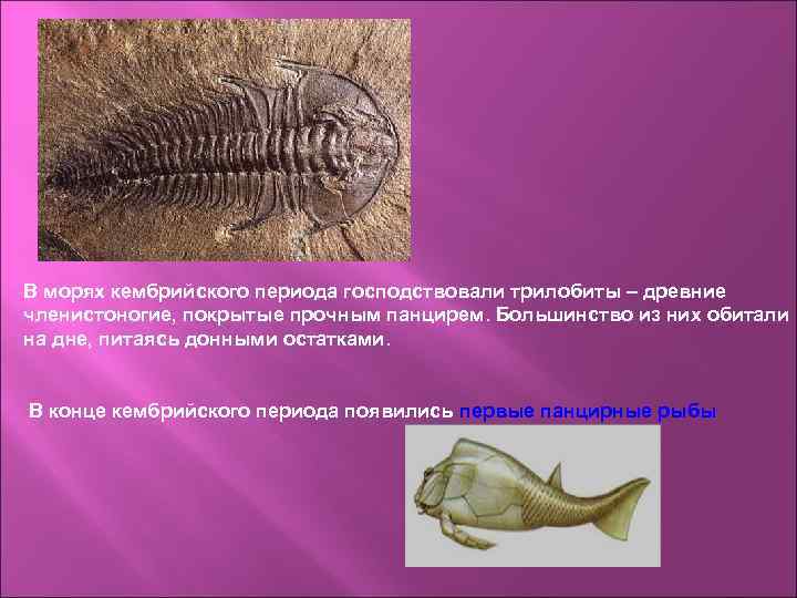 В морях кембрийского периода господствовали трилобиты – древние членистоногие, покрытые прочным панцирем. Большинство из
