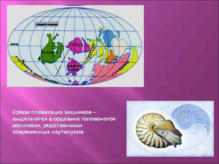 Среди плавающих хищников – выделяются в ордовике головоногое моллюски, родственники современных наутилусов 