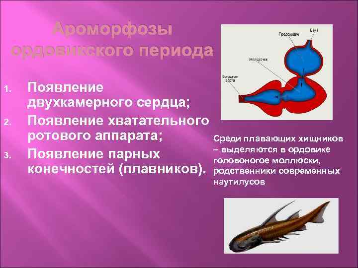 Ароморфозы ордовикского периода 1. 2. 3. Появление двухкамерного сердца; Появление хватательного ротового аппарата; Среди