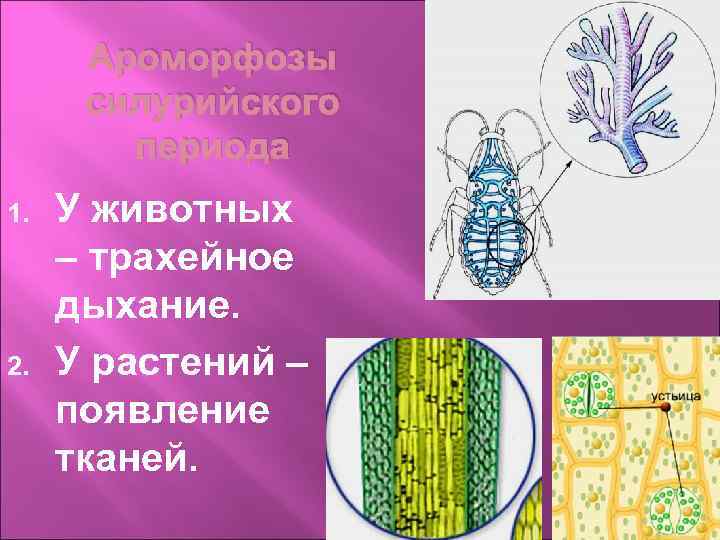 Ароморфозы силурийского периода 1. 2. У животных – трахейное дыхание. У растений – появление