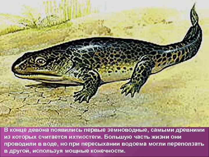 В конце девона появились первые земноводные, самыми древними из которых считается ихтиостеги. Большую часть