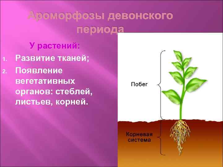 Ароморфозы девонского периода 1. 2. У растений: Развитие тканей; Появление вегетативных органов: стеблей, листьев,