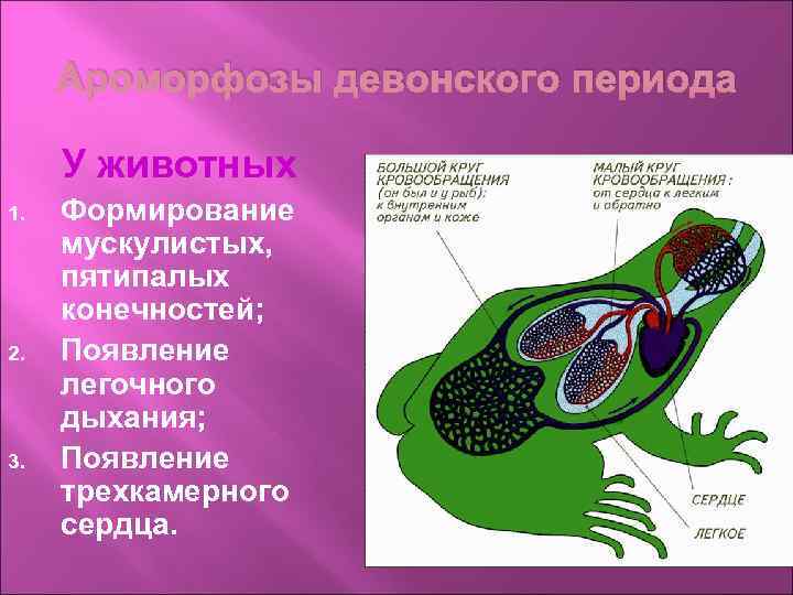 Ароморфозы девонского периода У животных 1. 2. 3. Формирование мускулистых, пятипалых конечностей; Появление легочного