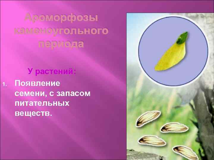 Ароморфозы каменоугольного периода 1. У растений: Появление семени, с запасом питательных веществ. 