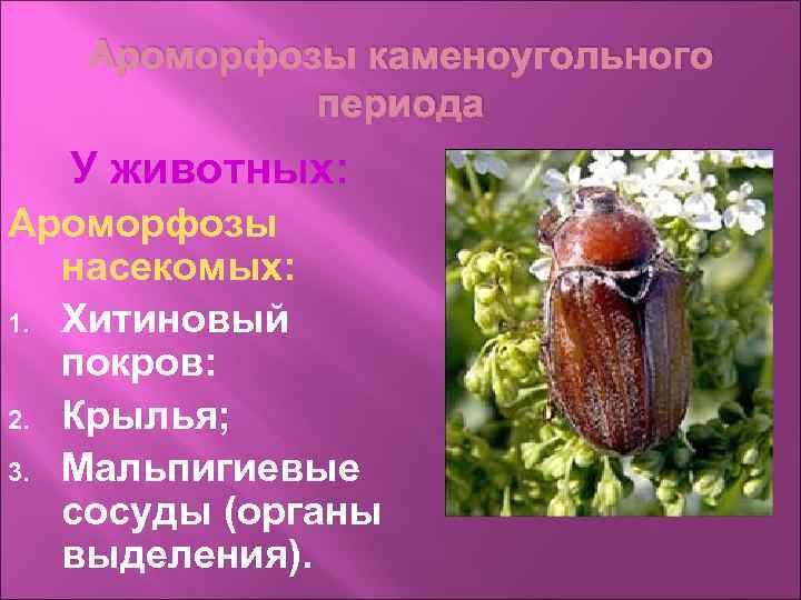 Ароморфозы каменоугольного периода У животных: Ароморфозы насекомых: 1. Хитиновый покров: 2. Крылья; 3. Мальпигиевые